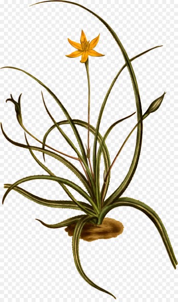 Clip art Openclipart Flowering plant Plants Hypoxis -  