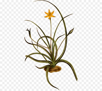 Clip art Openclipart Flowering plant Plants Hypoxis - curti icon 