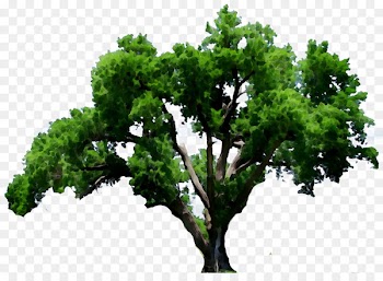 Clip art Openclipart Oak Image Vector graphics -  