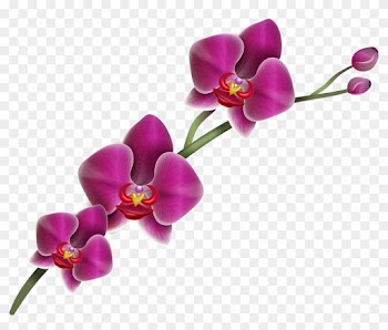 Clip Art - Orchid Flower Transparent Background