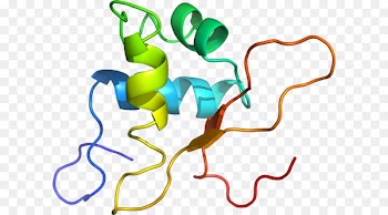 Clip art Organism Line - apostoles bubble 