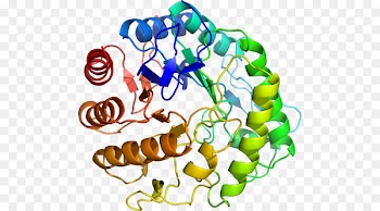 Clip art Organism Line Body Jewellery - glycoside hydrolase 