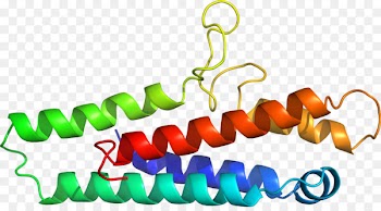 Clip art Organism Line Product Body Jewellery - transferrin 