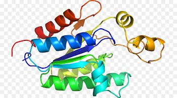 Clip art Organism Product design Line - penicillium 