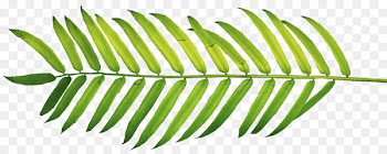 Clip art Palm branch Palm trees Palm-leaf manuscript - Leaf 