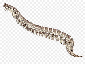 Clip art Portable Network Graphics Circular saw Tool Knife - snake skeleton illustration 