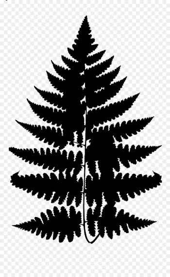 Clip art Portable Network Graphics Fern Vector graphics Image -  