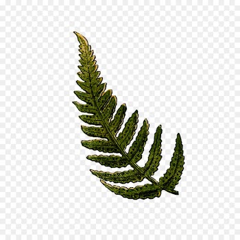 Clip art Portable Network Graphics Fern Vector graphics Image - boston fern greenery 
