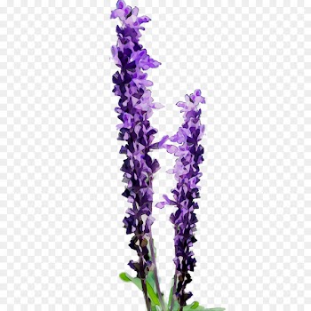Clip art Portable Network Graphics Flower Openclipart English lavender -  
