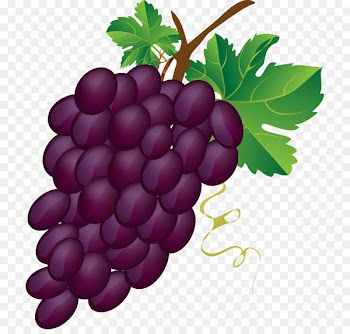 Clip art Portable Network Graphics Grape Image Openclipart - grape 