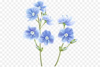 Clip art Portable Network Graphics Image Free content JPEG - echium transparency and translucency 