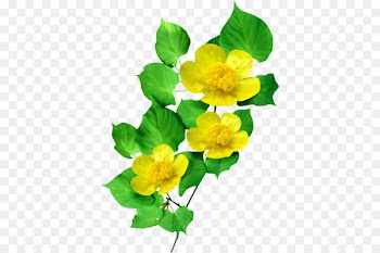 Clip art Portable Network Graphics Image GIF Flower -  