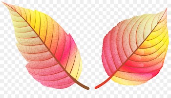 Clip art Portable Network Graphics Image Leaf Openclipart - leaf 