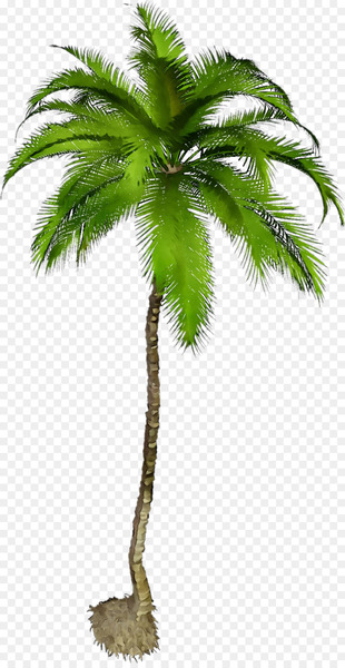 Clip art Portable Network Graphics Image Palm trees Graphic design -  