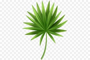 Clip art Portable Network Graphics Image Palm trees Openclipart - leaf 