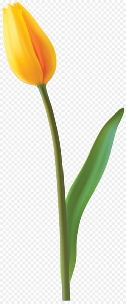 Clip art Portable Network Graphics Image Tulip Yellow - tulip 