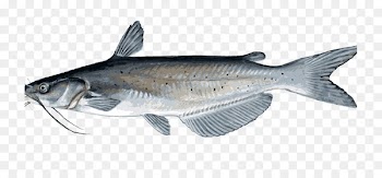 Clip art Portable Network Graphics Image Vector graphics Catfish - fish 