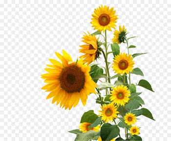 Clip art Portable Network Graphics Letters & Alphabets Sunflower Image - leaves design 
