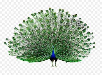 Clip art Portable Network Graphics Peafowl Computer Icons Download -  