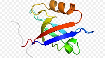 Clip art Product design Organism Line - aavp7 a1 