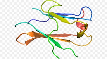 Clip art Product design Plant stem Line - corticotropinreleasing hormone receptor 1 