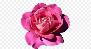 Clip art Rose Image Illustration Design - rose 