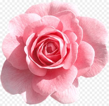 Clip art Rose Portable Network Graphics Image Pink flowers - rose 