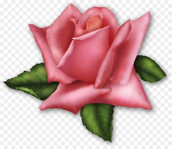 Clip art Rose Portable Network Graphics Transparency Flower - gillyflower transparency and translucency 