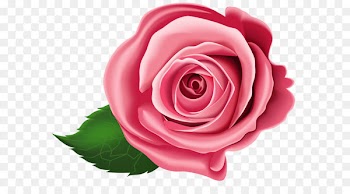 Clip art - Rose Transparent PNG Clip Art 