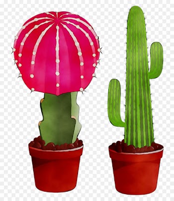 Clip art San Pedro cactus Portable Network Graphics Image -  