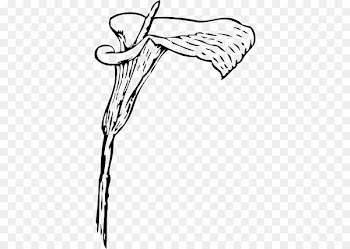 Clip art Scalable Vector Graphics Openclipart Free content - white lily flower 