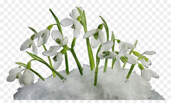 Clip art Snowdrop Illustration Spring Computer Icons -  