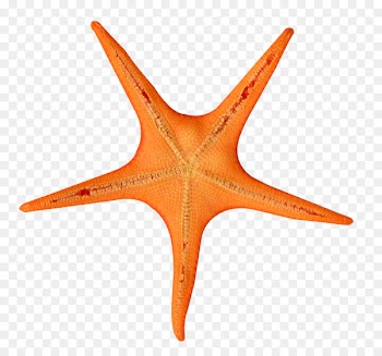 Clip art - Star Fish 