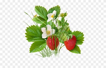 Clip Art - Strawberry Tree Png