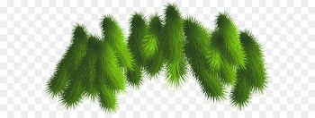 Clip art - Transparent Pine Branches PNG Clipart 