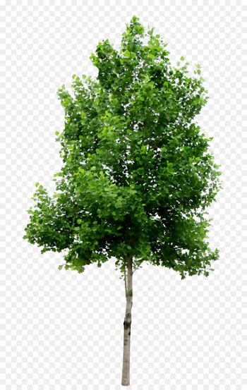 Clip art Tree Image Portable Network Graphics Download -  
