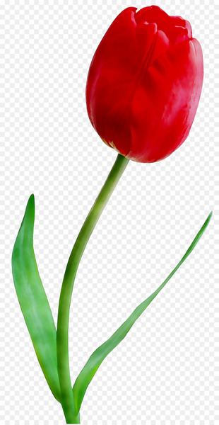Clip art Tulip Lily Flower Portable Network Graphics -  