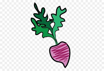 Clip art Turnip Portable Network Graphics Image Lettuce - beet hummus pinterest 