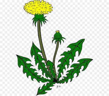 Clip art Vector graphics Common Dandelion Openclipart Free content - dandilion cartoon 