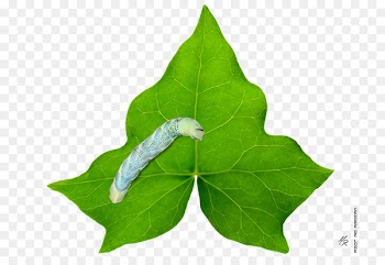 Clip art Vector graphics Common ivy Illustration Image - ivy icon 