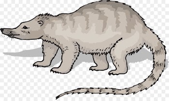 Clip art Vector graphics Image Animal Pixabay - coatimundi vector 