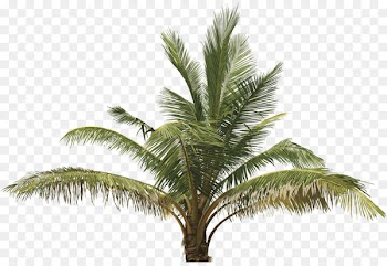 Clip art Vector graphics Palm trees Illustration Palm oil - coconut 