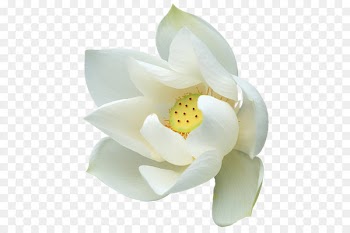 Clip art - White Lotus Clipart 