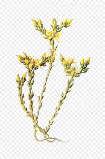 Clip art Wildflower Portable Network Graphics Image - shade stamp 