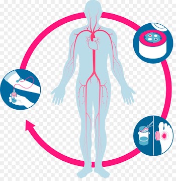 Clip art Wound healing Illustration Free content - wound 