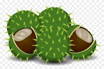 Clip Arts Related To - Clip Art Chestnut