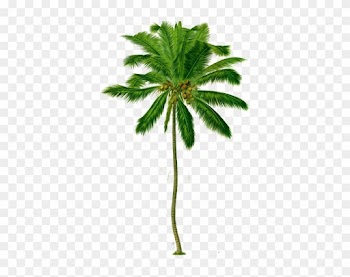 Clip Arts Related To - Diagram Of Coconut Tree