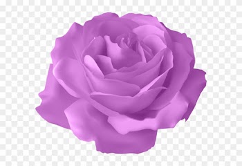 Clip Arts Related To - Purple Rose Clip Art