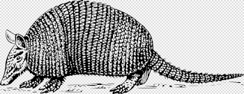 Clipart - armadillo