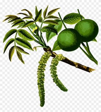 Clipart - - Black Walnut Tree Cycle